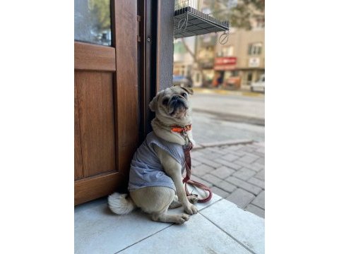 Egzotik üretmek isteyenlere fırsat white pug mops dişi