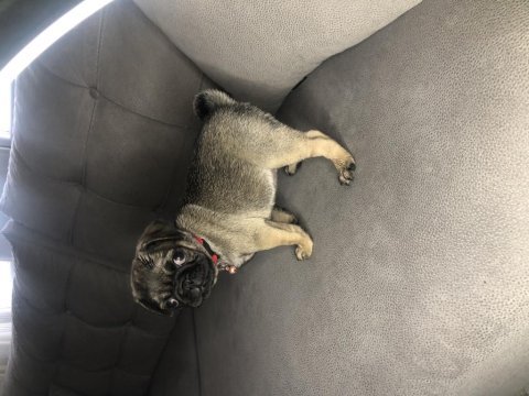 Dişi pug yavrumuz yeni ailesini arıyor