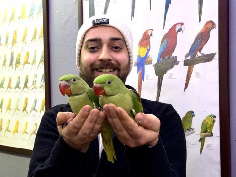 Bebek alexander iskender papağanı yavrularımız