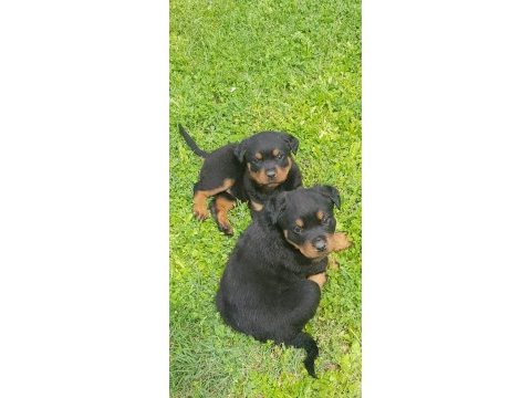 Akkuş üretim çiftliğinden rottweiler yavruları