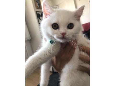 2.5 aylık british longhair kızımız