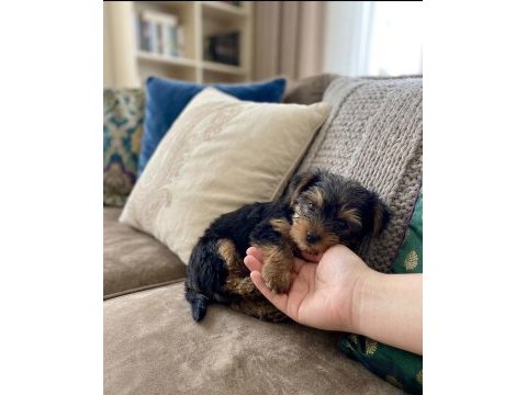 Teacup yorkshire terrier bebeklerimiz