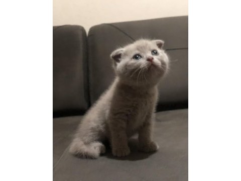 Scottish fold blue point
