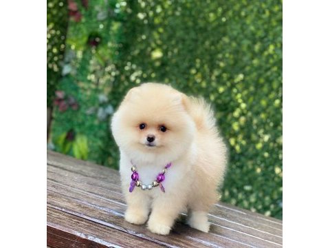 Dişi ayı surat orjinal pomeranian boo