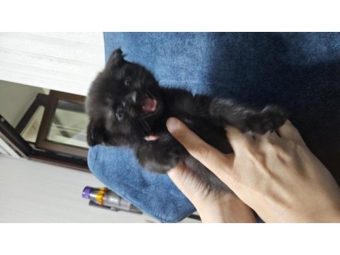 Scottish fold siyah kedimiz