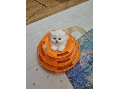 İnsan canlısı sosyal scottish fold