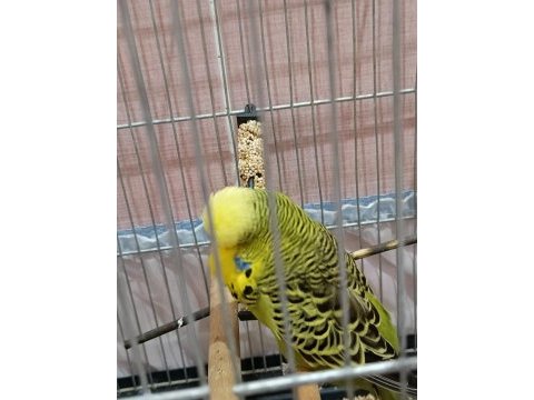 Şov jumbo erkek damızlık muhabbet kuşu