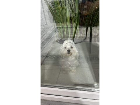 Dişi maltese terrier
