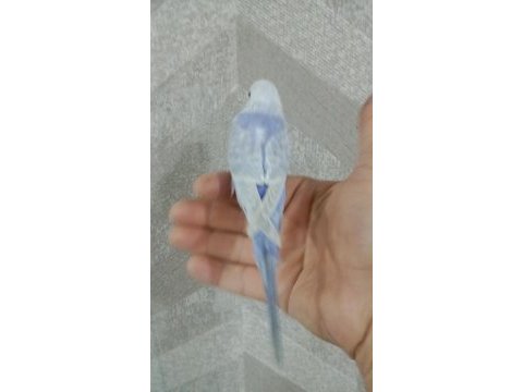 30 günlük erkek yavru muhabbet kuşu