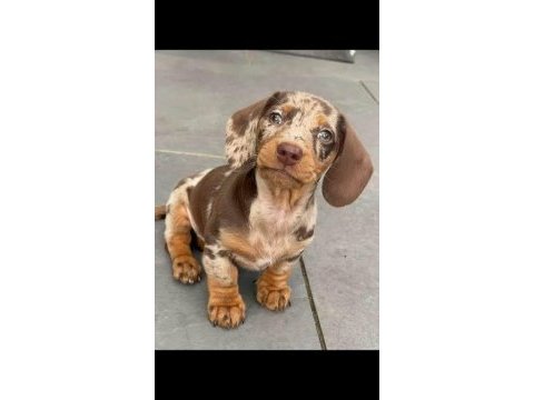 Mini boy dachshund merle sosis bebekler aşılı