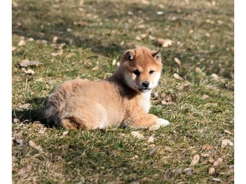 Minyatür shiba inu erkek yavru