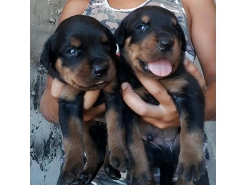 Rottweiler yavrular