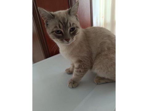 Acil ücretsiz kedimiz