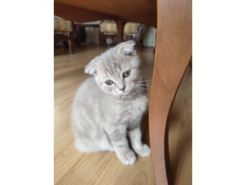 Scottish fold dişi ve british short hair erkek