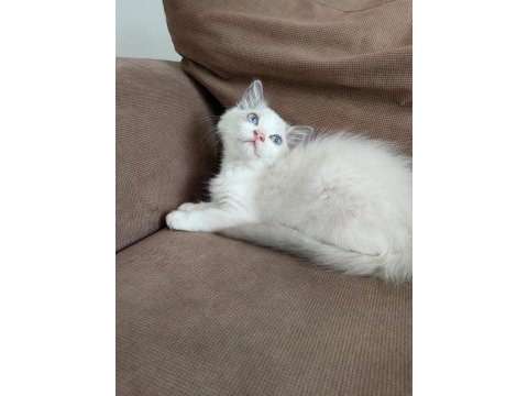 Secereli ragdoll yavrulari