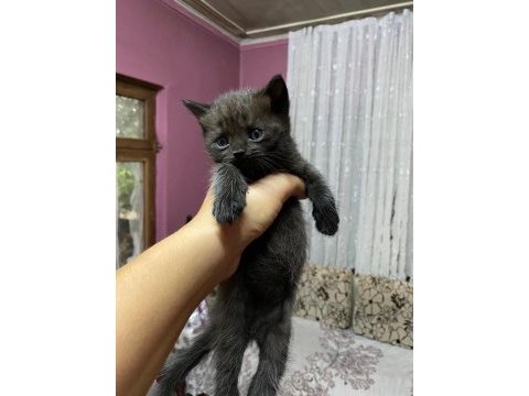 35 günlük erkek british shorthair bebeğim yeni