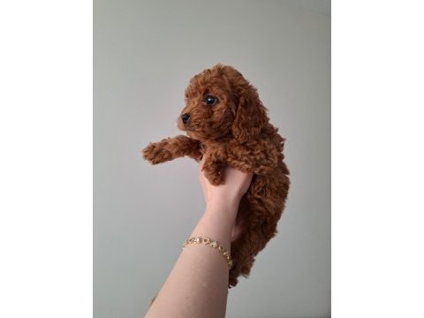 Fırsat yavruları evde büyüyen toy poodle bebekler