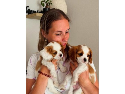 Cavalier king charles yavrularımız