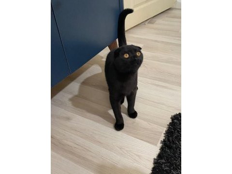 Scottish fold yavru çok güzel akıllı