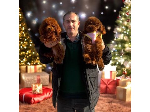 Safkan korea ve çin poodle