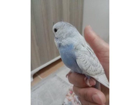 Jumbo yavrum