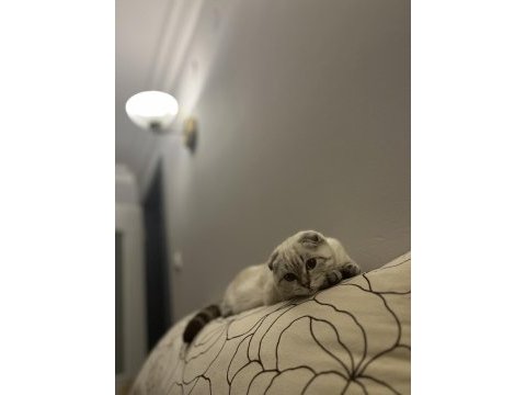 3 aylık dişi scottish fold