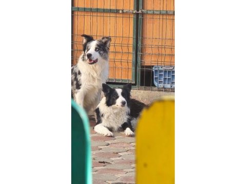 Muhteşem border collie yavrular