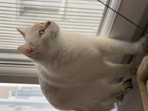 Goldpoint dişi british shorthair