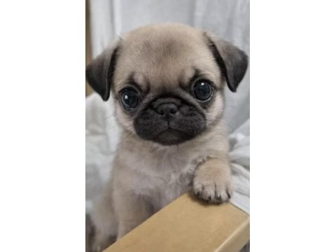 Irk ve sağlık garantili pug bebekler