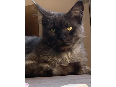 Maine coon sahiplendirilecektir