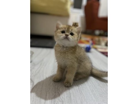 Golden british shorthair bebekler teslime hazır