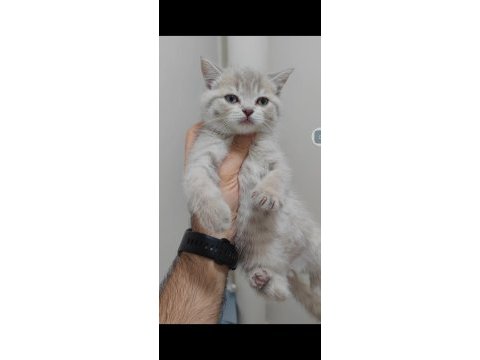 British shorthair kedisi