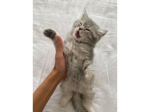2 aylık safkan british shorthair