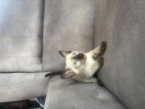Mükemmel kalite siyam kedisi kızımız