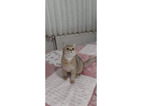 Golden british shorthair tatlılık