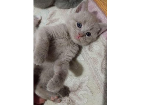 British shorthair bebekler - erkek ve dişi