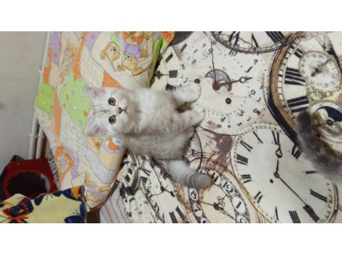 British shorthair ve british golden yavrularımız
