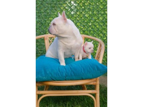 Dizzy rascal french bulldog yavruları yeni ailelerini arıyor