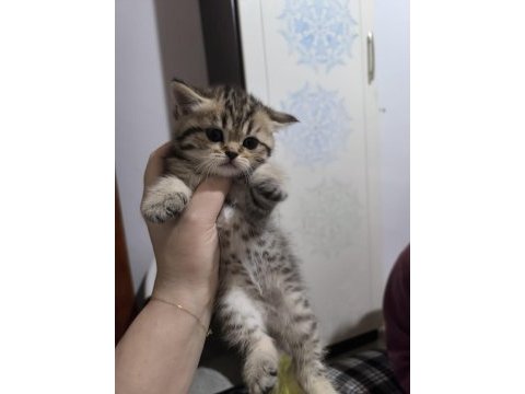 Sevgi dolu british shorthair bebeklerim