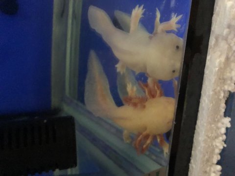 25 cm damızlık çift aksolotl