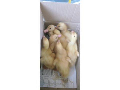 Çocuklarınız için yavru ördek ve köy civcivi bulunur