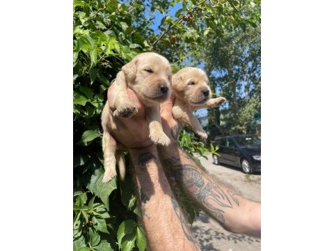 Safkan golden retriever yavrular