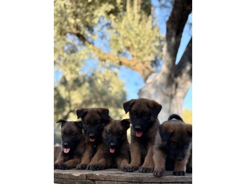 Irk ve saglık garantili malinois yavrular