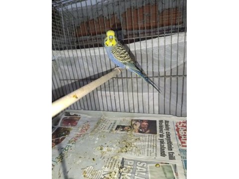 Yerli erkek muhabbet kuşu elde durur