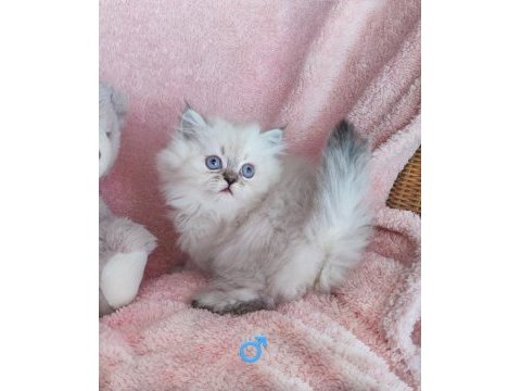 3 yeni british longhair bebekler