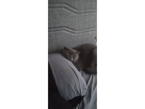 Yakışıklı scottish fold kedimiz jax