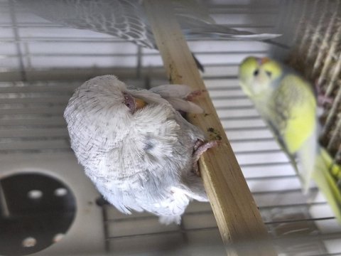 Yavru muhabbet kuşu ücretli