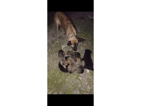 8 adet safkan belçika kurdu yavruları