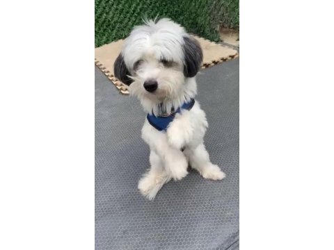 3 yaşında erkek full eğitimli maltipoo