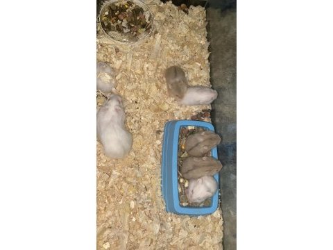 Hamster kargo var